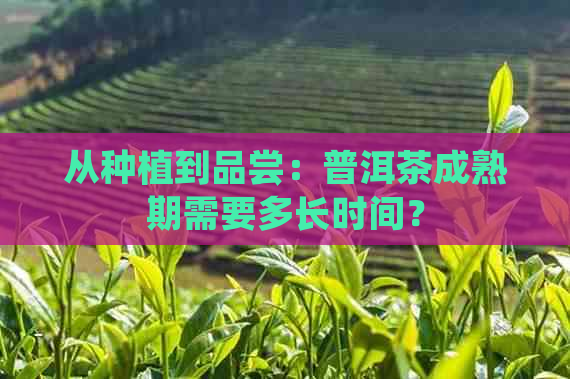 从种植到品尝：普洱茶成熟期需要多长时间？