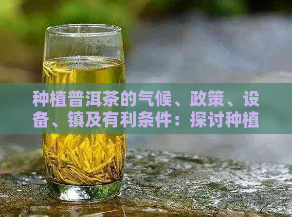 种植普洱茶的气候、政策、设备、镇及有利条件：探讨种植普洱茶的综合优势