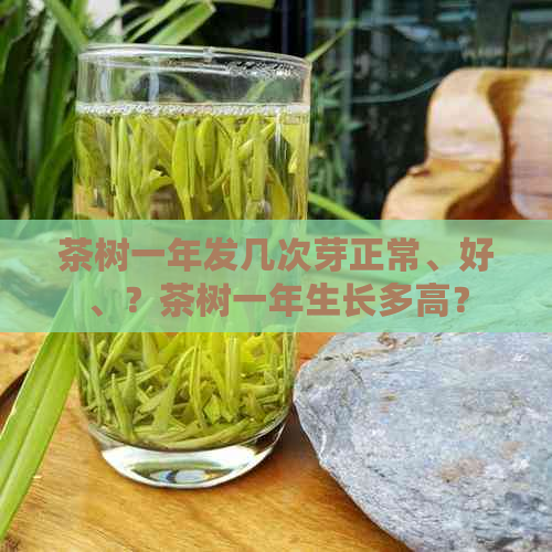 茶树一年发几次芽正常、好、？茶树一年生长多高？