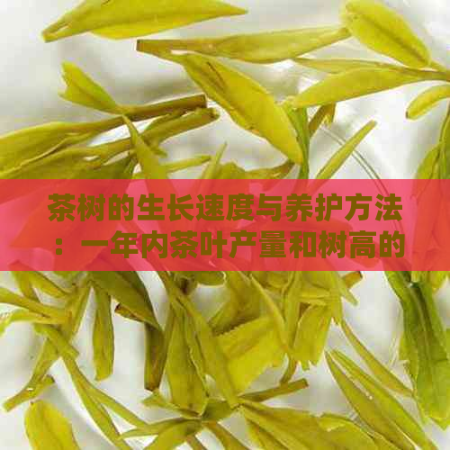 茶树的生长速度与养护方法：一年内茶叶产量和树高的变化