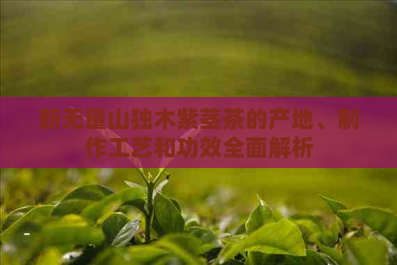 新无量山独木紫茎茶的产地、制作工艺和功效全面解析