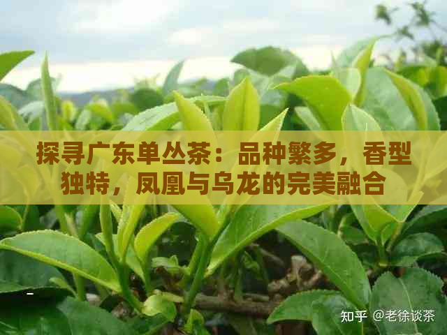 探寻广东单丛茶：品种繁多，香型独特，凤凰与乌龙的完美融合