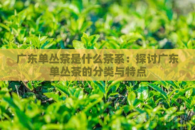 广东单丛茶是什么茶系：探讨广东单丛茶的分类与特点