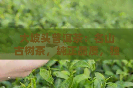 大坡头普洱茶：名山古树茶，纯正品质，独特风味，珍稀收藏价值