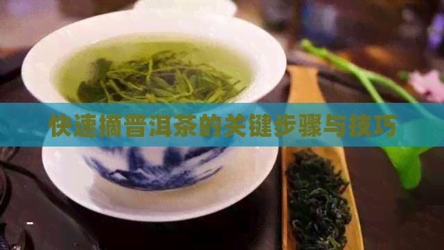 快速摘普洱茶的关键步骤与技巧