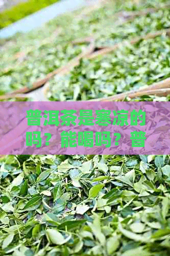 普洱茶是寒凉的吗？能喝吗？普洱茶是寒性的吗？是不是凉性茶？