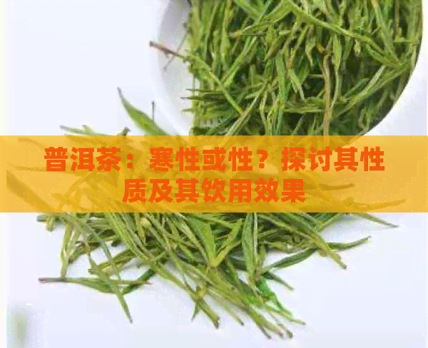 普洱茶：寒性或性？探讨其性质及其饮用效果