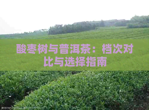 酸枣树与普洱茶：档次对比与选择指南