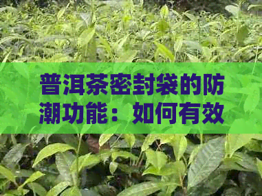 普洱茶密封袋的防潮功能：如何有效保护茶叶品质？