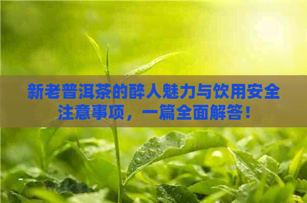 新老普洱茶的醉人魅力与饮用安全注意事项，一篇全面解答！