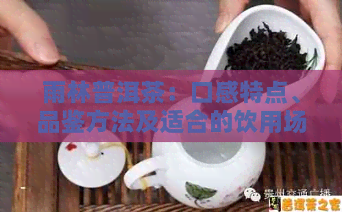 雨林普洱茶：口感特点、品鉴方法及适合的饮用场景全方位解析