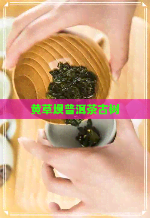 黄草坝普洱茶古树