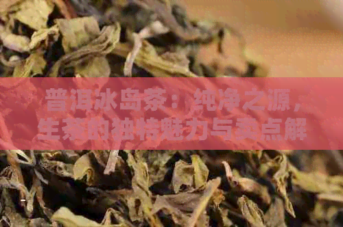 普洱冰岛茶：纯净之源，生茶的独特魅力与卖点解析