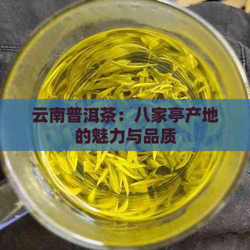 云南普洱茶：八家亭产地的魅力与品质