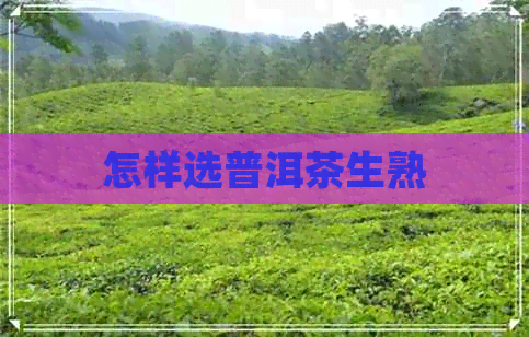 怎样选普洱茶生熟