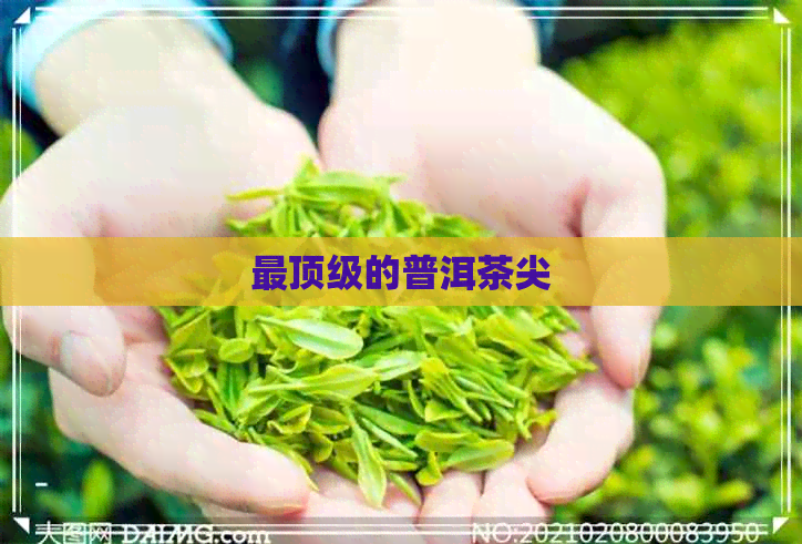 最顶级的普洱茶尖