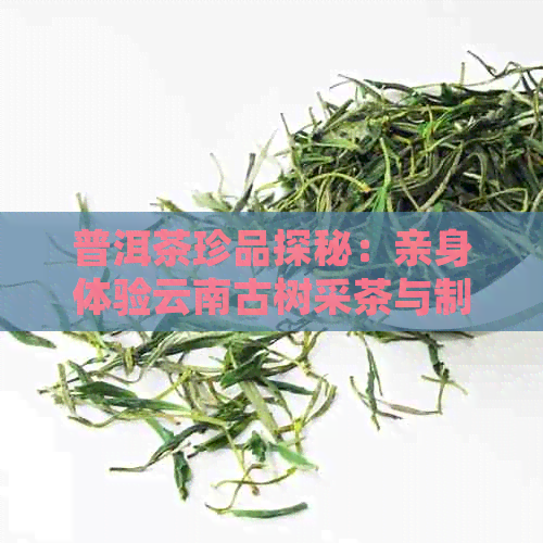 普洱茶珍品探秘：亲身体验云南古树采茶与制茶工艺