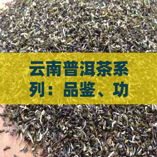 云南普洱茶系列：品鉴、功效、冲泡方法及茶叶种类全面解析