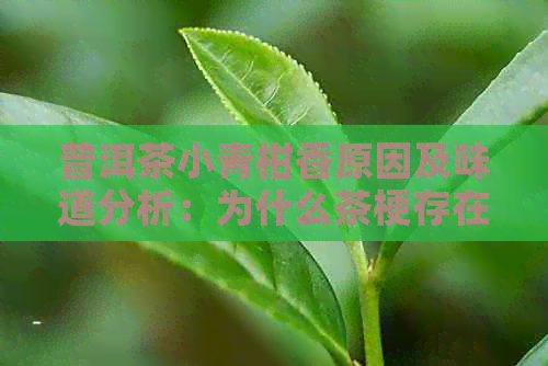 普洱茶小青柑香原因及味道分析：为什么茶梗存在，是否含有味？