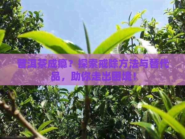 普洱茶成瘾？探索戒除方法与替代品，助你走出困境！