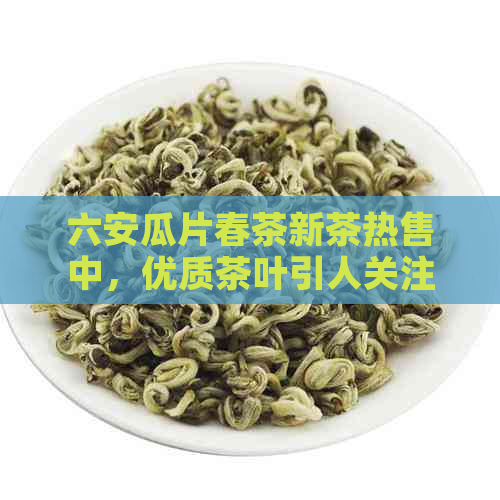 六安瓜片春茶新茶热售中，优质茶叶引人关注