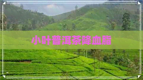 小叶普洱茶降血脂