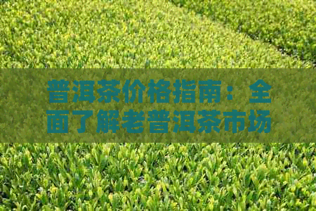 普洱茶价格指南：全面了解老普洱茶市场行情，如何选择与购买