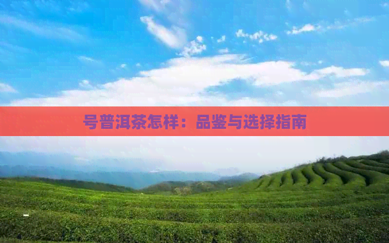 号普洱茶怎样：品鉴与选择指南