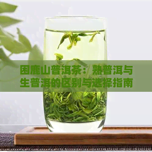 困鹿山普洱茶：熟普洱与生普洱的区别与选择指南