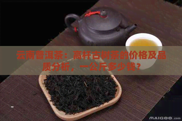 云南普洱茶：高杆古树茶的价格及品质分析，一公斤多少钱？