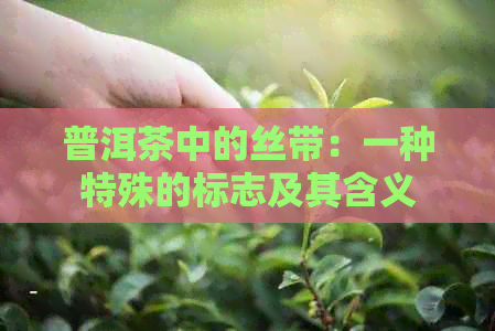 普洱茶中的丝带：一种特殊的标志及其含义