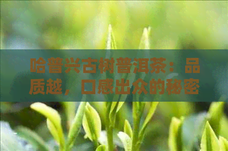 哈普兴古树普洱茶：品质越，口感出众的秘密揭秘