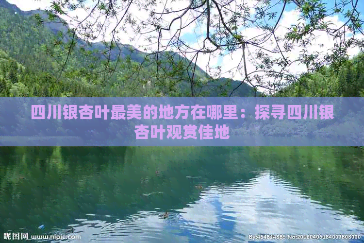 四川银杏叶最美的地方在哪里：探寻四川银杏叶观赏佳地