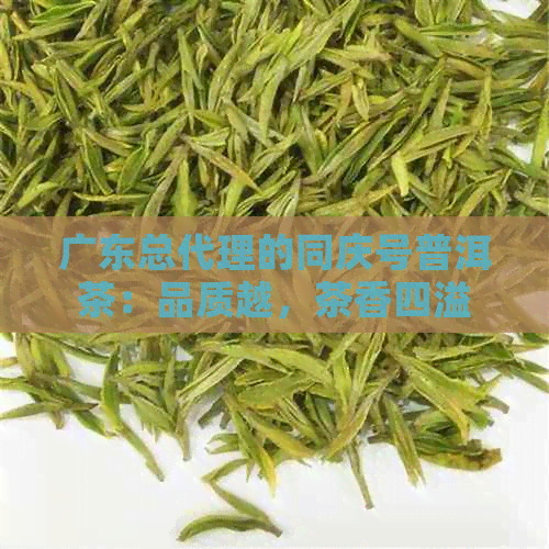 广东总代理的同庆号普洱茶：品质越，茶香四溢