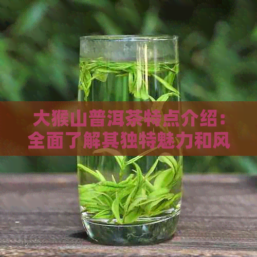 大猴山普洱茶特点介绍：全面了解其独特魅力和风味