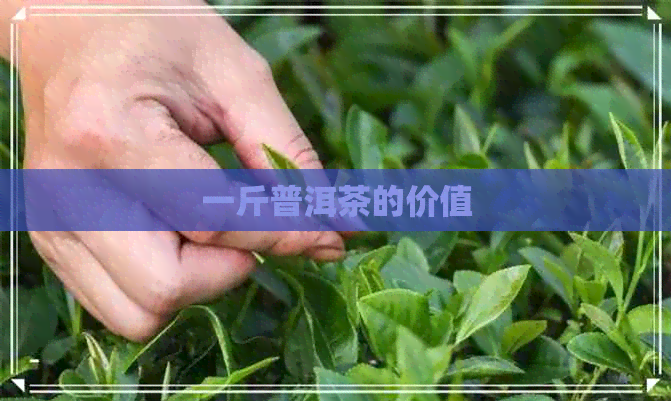 一斤普洱茶的价值