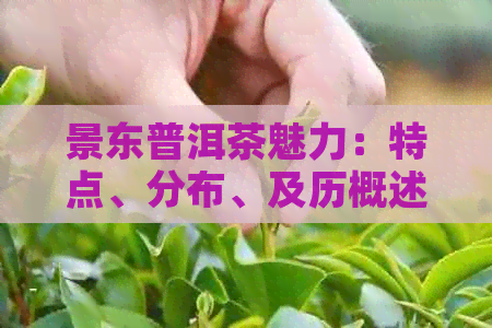 景东普洱茶魅力：特点、分布、及历概述