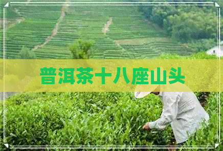 普洱茶十八座山头