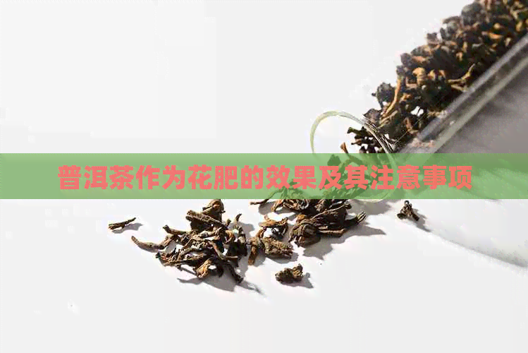 普洱茶作为花肥的效果及其注意事项