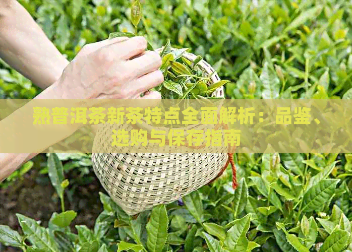 熟普洱茶新茶特点全面解析：品鉴、选购与保存指南