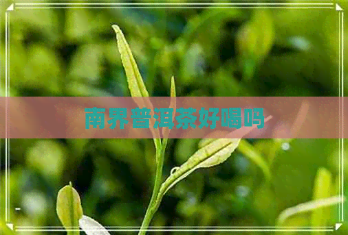 南界普洱茶好喝吗