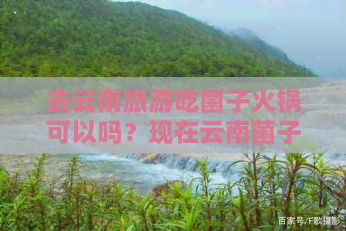 去云南旅游吃菌子火锅可以吗？现在云南菌子火锅的价格如何？