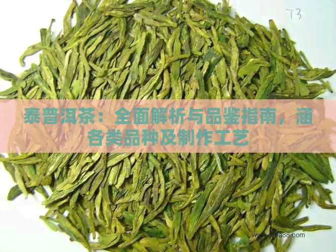 泰普洱茶：全面解析与品鉴指南，涵各类品种及制作工艺