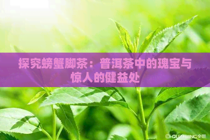 探究螃蟹脚茶：普洱茶中的瑰宝与惊人的健益处