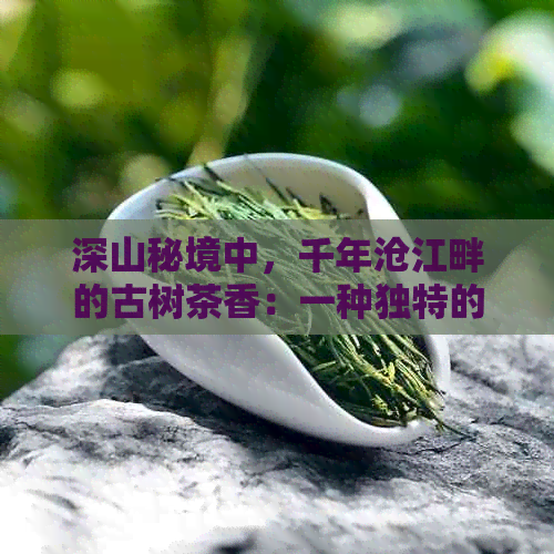 深山秘境中，千年沧江畔的古树茶香：一种独特的自然馈赠