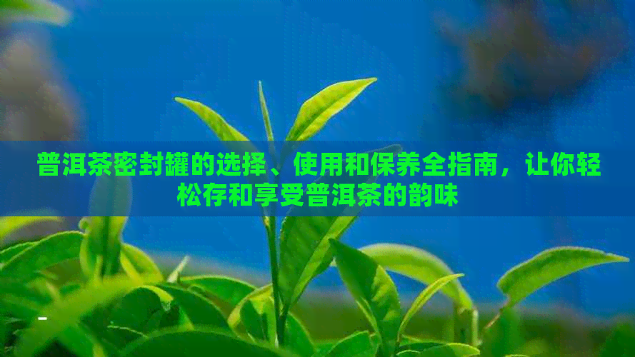 普洱茶密封罐的选择、使用和保养全指南，让你轻松存和享受普洱茶的韵味