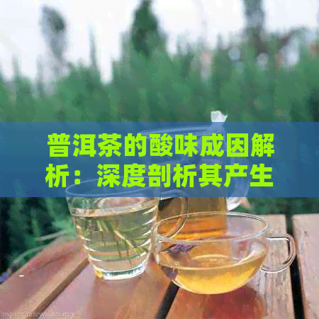 普洱茶的酸味成因解析：深度剖析其产生原理与影响因素