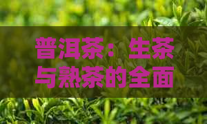 普洱茶：生茶与熟茶的全面比较与选择指南