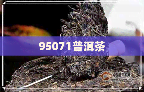 95071普洱茶