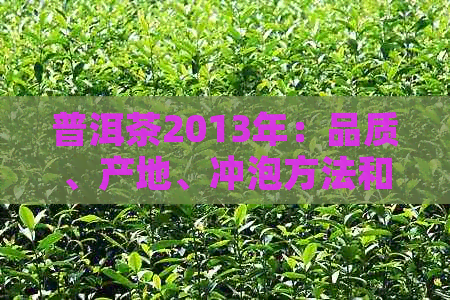 普洱茶2013年：品质、产地、冲泡方法和收藏价值全方位解析